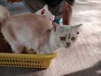 white and fawn pure Persian Cat