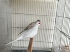 white and Red diamond dove