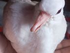 white Australian dove