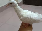 white Australian laughing dove silky mutation
