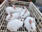 White Baby Rabbits 6 Pis