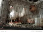 White Bagdadi Pair For Sell