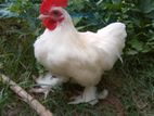 White bantam chicken (male)