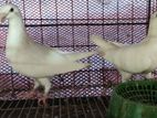 White beauty homar adult pair