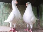 White Beauty Running Pair