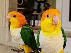 White Bellied Caique Parrot baby