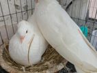 white Bombay pigeon running