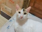 White Cat