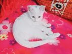 White Cat Mixed Breed