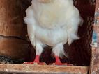 White Chinese Owl