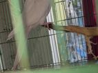 White Cockatiel