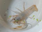 White Crayfish for sale size 5 inch