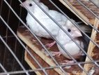 White crested Bengali Finch