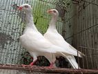 White Danish new adult pair