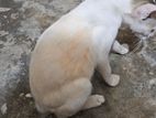 White deshi cat