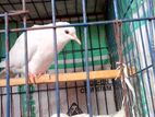 White Dove