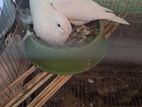 White Dove