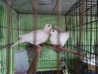 White Dove Running pair