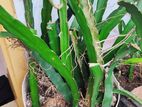 white dragon fruit tree