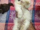 White exotic bloodline Persian male kitten