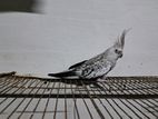 White Face FEMALE COCKATIEL