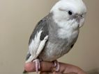 White Face Grey Pied Cockatiel