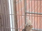 White Face Male Cockatiel