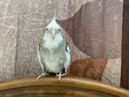 White face pied cockatiel