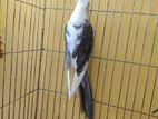 White Face Pied Cockatiel Running Male