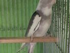 White face running Male cockatiel