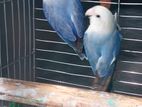 African Lovebirds for sell