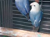 African Lovebirds for sell