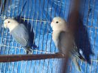 white face violet lovebird full breeding setup