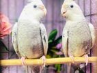 White Faced Cockatiel