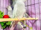 White faced Cockatiel