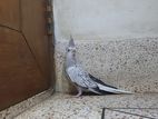 White faced pearl cockatiel bird