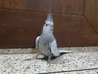 White faced Pearl Cockatiel Bird