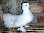 White fantail (male)