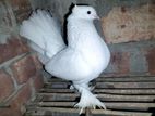 White Fantail (male)