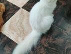 White female kitten for sale URGENT