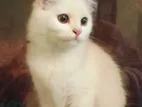 White Female Pure Persian For Sale