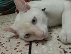 White Furred sky blue Eyed Cat for sale