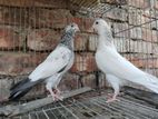 white golden Bird