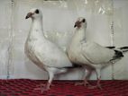 White Grizzle Baby Pair