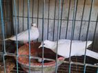 White Doves for sell