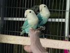 White Head Sea Green Opalain Lovebird