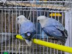 white Head violet opaline love birds for sell