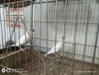 White Java Running Pair