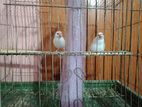 White Java Sparrow