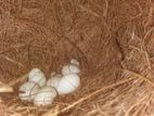 White java with eggs and nesting box